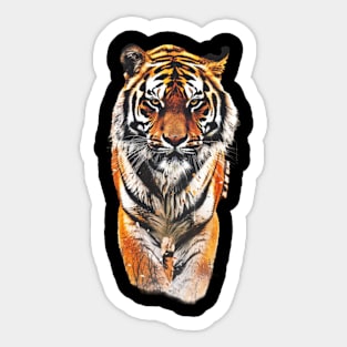 Rainforest Tigers Hidden Majesty Sticker